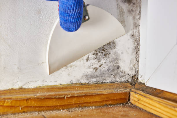 Mold Removal for HVAC Installations in Plains, TX